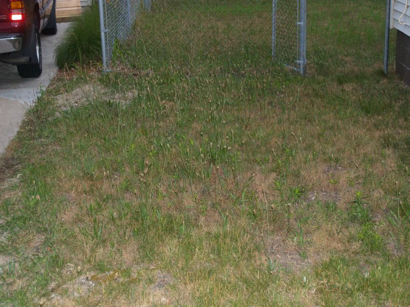 Just Getting Started... The Weeds.jpg
